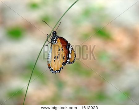 Sommerfugl