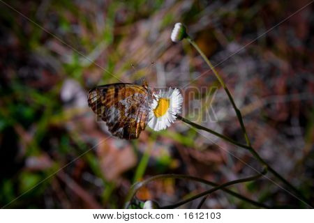 Phaon 초승달 나비