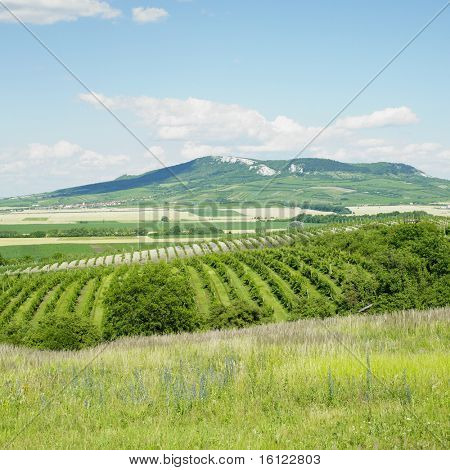 Weinberge, Palava, Tschechische Republik