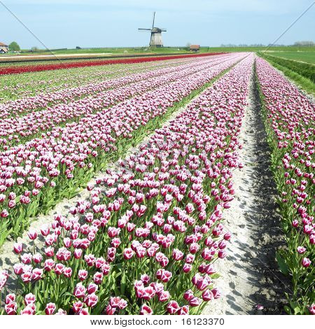 větrný mlýn s Tulipán pole poblíž Schermerhorn, Nizozemsko