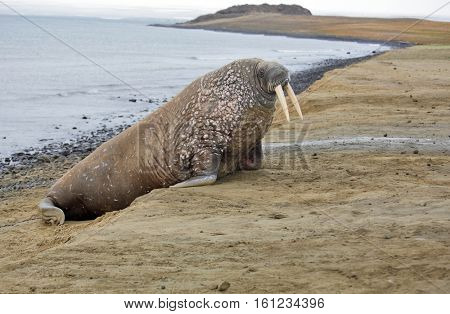 Walrus on the beach