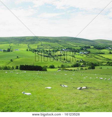 Sperrin bjerge, County Tyrone, Nordirland