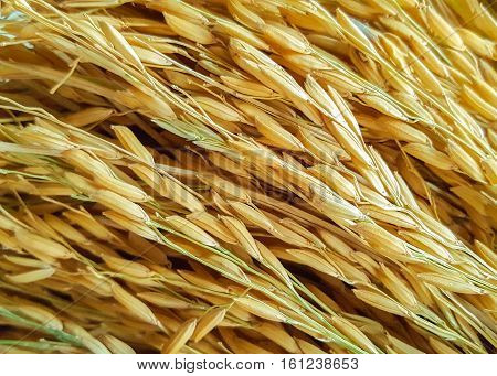 Golden Paddy rice jasmine rice also know as Hommali rice