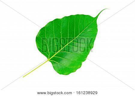 Sacred fig leaf (Ficus religiosa L. , Pipal Tree, Bohhi Tree, Bo Tree, Peepul ) on white background.Saved with clipping path.