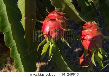 Dragon Fruit Or Pitaya Plantation In Thailand