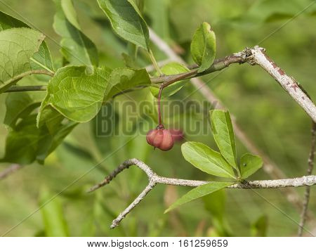 Ripe fruit on European or common spindle Euonymus europaeus close-up with bokeh selective focus shallow DOF