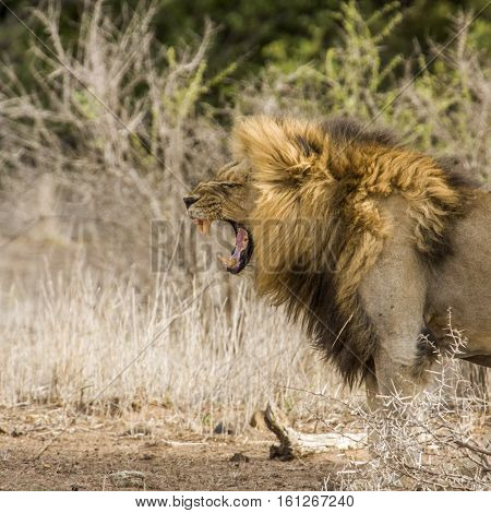 portrait of wild male lion resting in Kruger Park