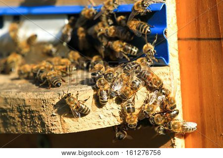 Swarm of bees working in the hive. Wild nature many insect