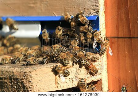 Swarm of bees working in the hive. Wild nature many insect