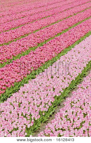 Tulpenfeld in der Nähe von Noordwijk, Niederlande