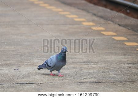 pigeon or dove beautiful in nature .