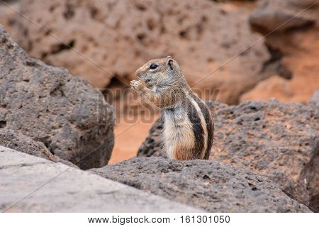Ground Squirrel Atlantoxerus Getulus