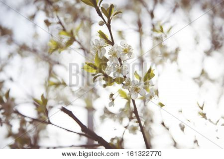 Spring blossom flowers aprico under the sky
