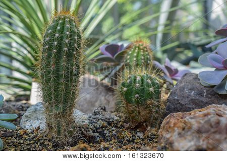 Few green cactus detailed in botanical garden