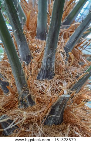 Old palm tree branches close up view