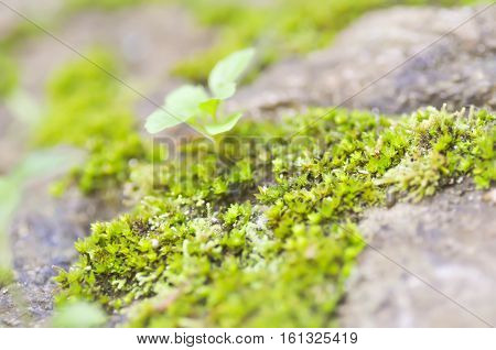 bryophyta or moss on the rock , moss