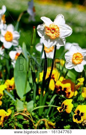 White yellow narcissus and heartseases in flowerbed with selected focus.