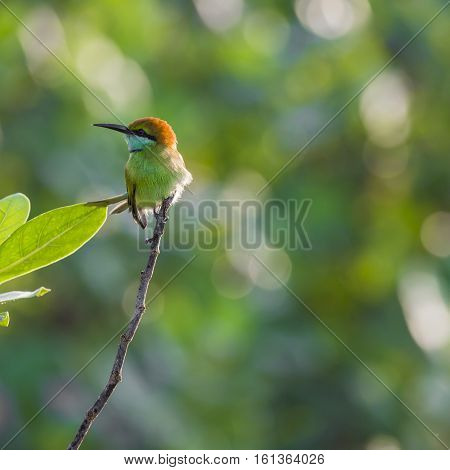 Merops ornatus bee-eater on the tree, Sri Lanka