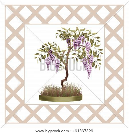 Bonsai potted tree with flowers of wisteria glicinia background isolated