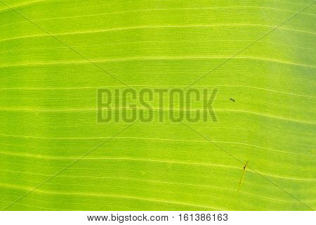 Green banana leaf background backlit texture macro detail, stalk leaf-ribs vein