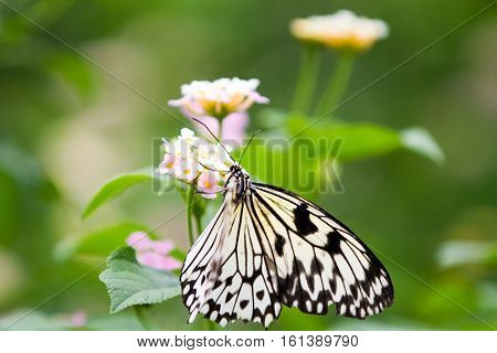 The Malabar tree-nymph or Malabar tree nymph (Idea malabarica white yellow and black butterfly