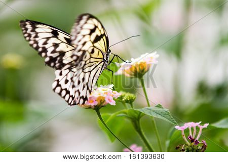 The Malabar tree-nymph or Malabar tree nymph (Idea malabarica white yellow and black butterfly