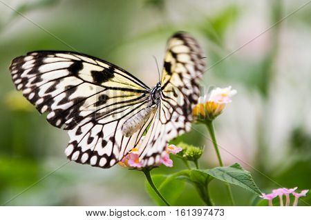 The Malabar tree-nymph or Malabar tree nymph (Idea malabarica white yellow and black butterfly