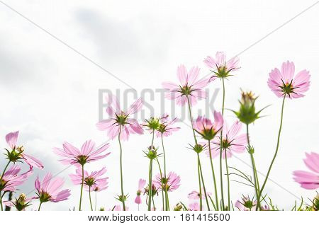 beautiful blooming cosmos flowers in the garden