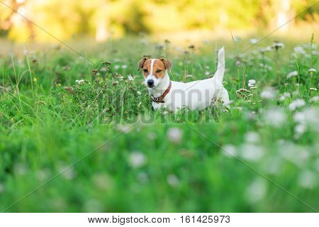 Jack Russell Terrier puppy in the grass discovers the world