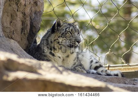 A tired Snow Leopard in captivity at a zoo.
