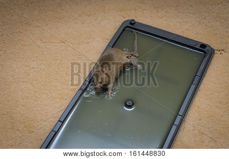 Mouse Trap Glue