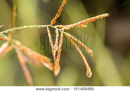 Poaceae Or Gramineae