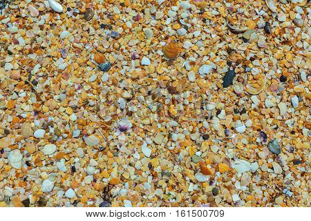 Shell beaches on the Black Sea coast. Opuksky Reserve is located on the southern coast of Kerch Peninsula.