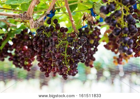 Branches Of Red Wine Grapes Growing In Organic Farm