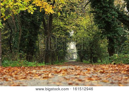 Fallen leaves on karditsa greece winter forest