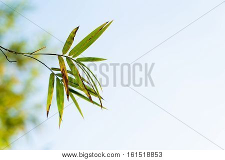 Green bamboo leaves with sky background selective focus .