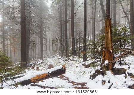 Snow-covered path in the woods in the fog. Nature