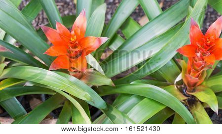 Guzmania flowers or Bromeliads flowers in the garden