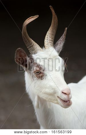 Girgentana goat (Capra aegagrus hircus).