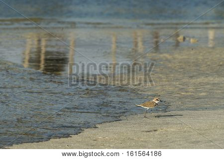 Bird beach Sanderling searching for crab in Oman Calidris alba