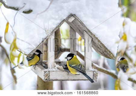 small bird on feedbox close up