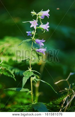 Violet Bell Flower In Forest