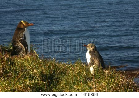 Yellow Eyed Penguins