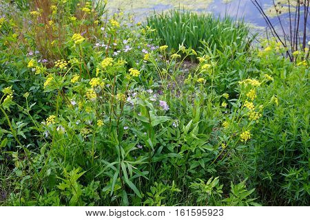 Wild parsnips (Pastinaca sativa) and anemone flowers bloom together next to a small lake in Joliet, Illinois during May.