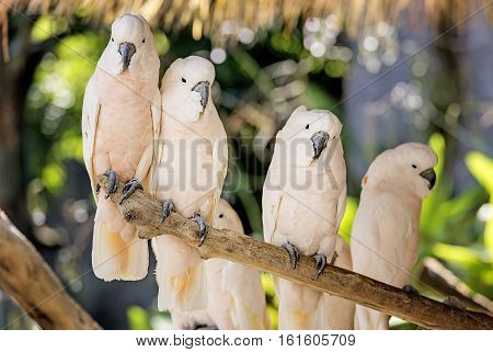 Cute salmon-crested cockatoo on dry branch,white salmon-crested