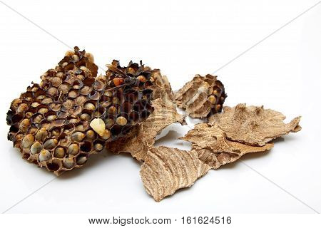 Nest, Wasp