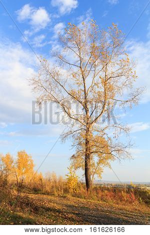 Photo of an autumn forest and blue sky with clouds
