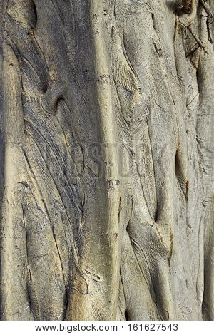 The roots of the Bodhi tree outdoors