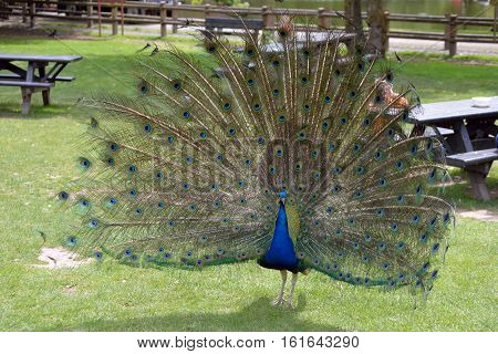 peacock in fota wildlife park near cobh county cork ireland
