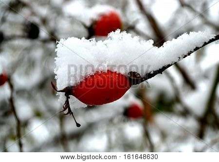 First snow on the red hips in the park in the late autumn